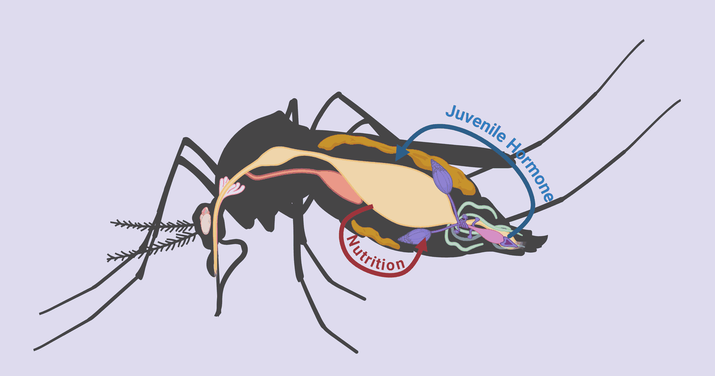 Cutaway illustration of a female mosquito showing the midgut, crop, fat body, ovaries, Malpighian tubules and salivary gland, with arrows marking juvenile hormone signalling and the flow of nutrition to the ovaries.