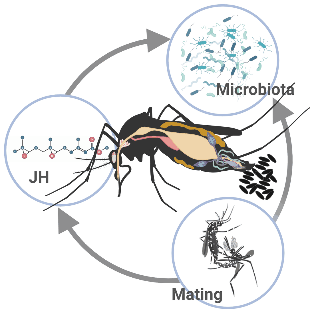 Cycle diagram: mating raises juvenile hormone, juvenile hormone permits the midgut microbiota to establish, and the microbiota supports egg production, which feeds back into mating.