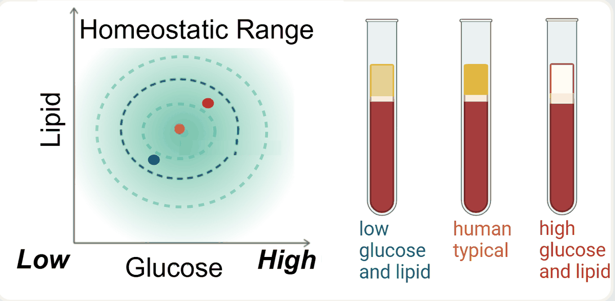 Plot of lipid against glucose showing a homeostatic range, with three blood samples marked: low glucose and lipid, human typical, and high glucose and lipid, illustrated as three test tubes with differing serum layers.