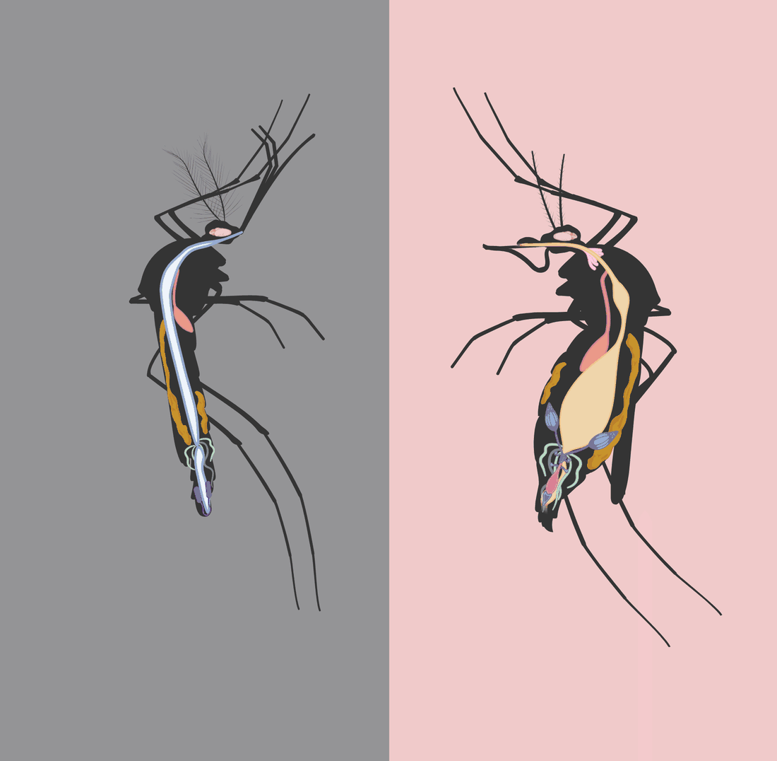 Side-by-side cutaway illustration of a male and a female mosquito showing internal organs, with the female's larger midgut and ovaries.