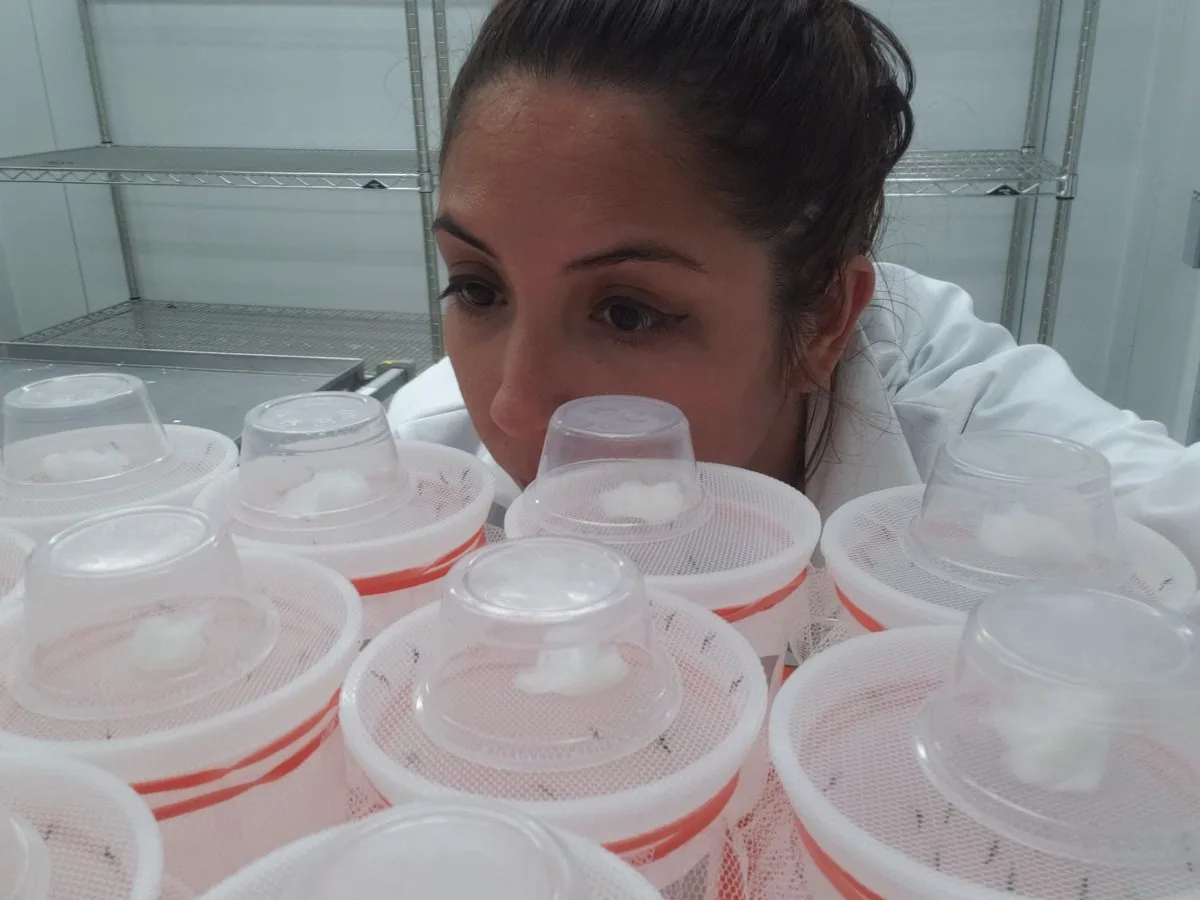 Mabel Taracena Agarwal looking over a tray of mesh-topped mosquito rearing cups in the insectary.